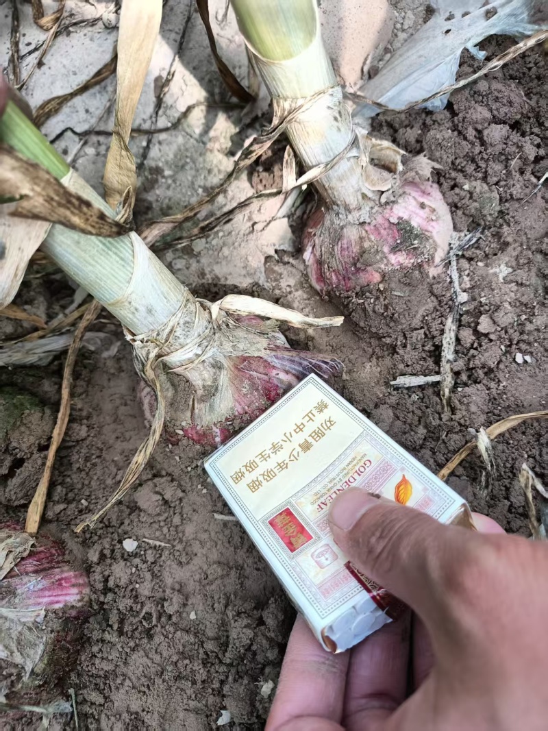 新季湿蒜把子蒜紫皮大蒜大量供应一手货源可实地考