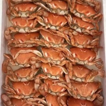 招财蟹