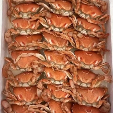 招财蟹