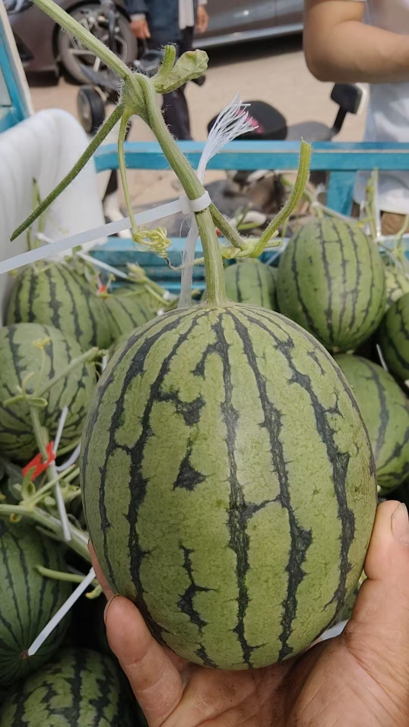 特级小糖丸西瓜百亩基地现货供应甜度高口感好价格实惠