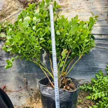 F6蓝莓苗组培育苗进口基质