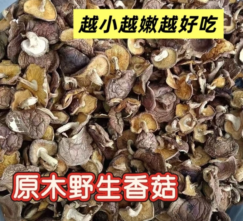野生椴木香菇深山土特产煲汤火锅滋补养生食材