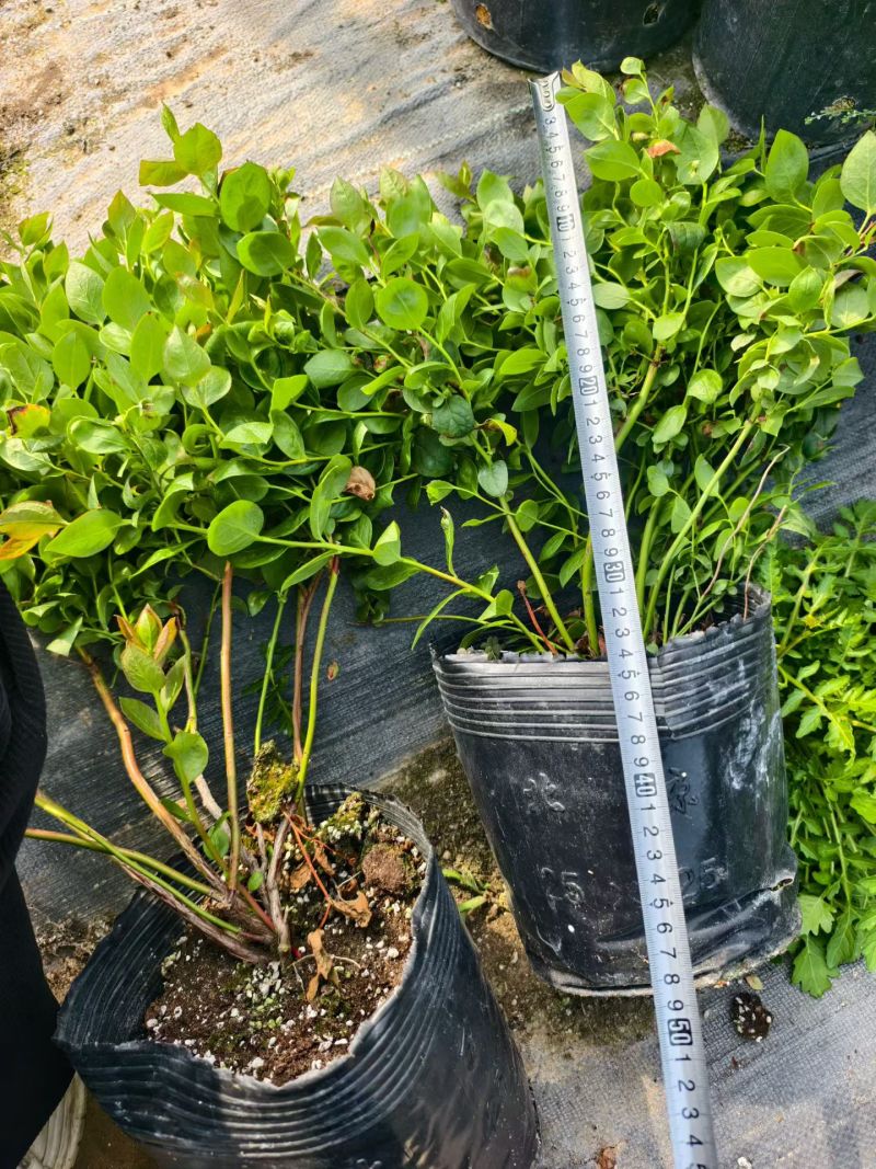 F6蓝莓苗组培育苗进口基质
