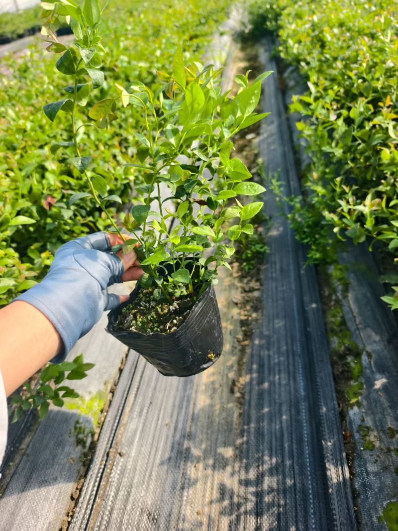 F6蓝莓苗组培育苗进口基质