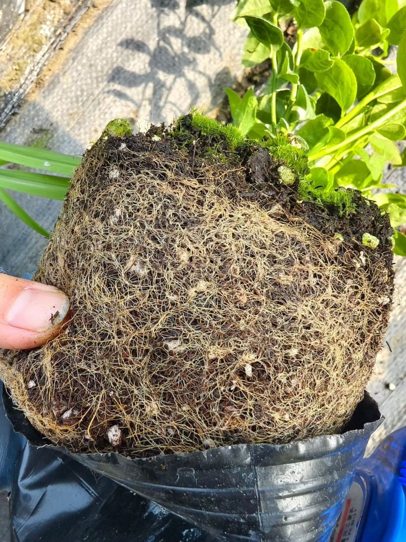 F6蓝莓苗组培育苗进口基质