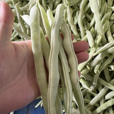 四季豆白不老