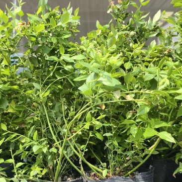 F25蓝莓苗组培育苗带果子大钵苗
