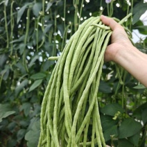 山东精品青条豆角供应食堂商超档口现摘现发价格实惠