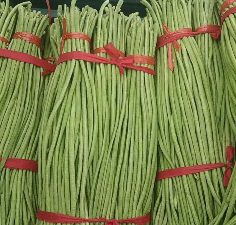 山东精品青条豆角供应食堂商超档口现摘现发价格实惠