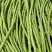 山东精品青条豆角供应食堂商超档口现摘现发价格实惠