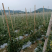 山东精品青条豆角供应食堂商超档口现摘现发价格实惠