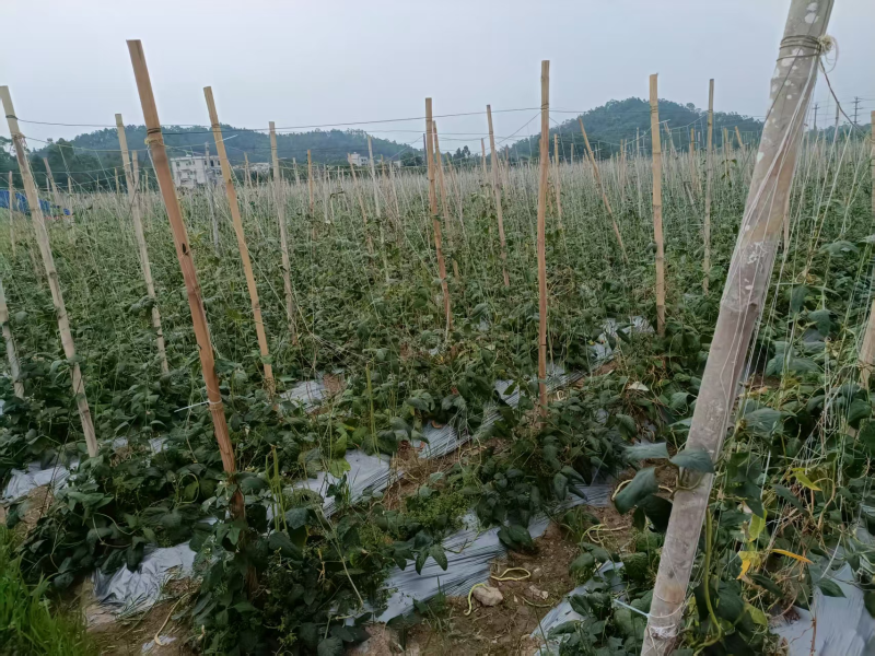 山东精品青条豆角供应食堂商超档口现摘现发价格实惠