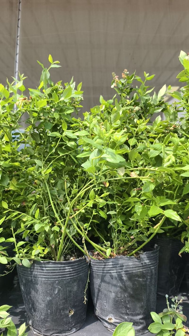 F25蓝莓苗组培育苗带果子大钵苗