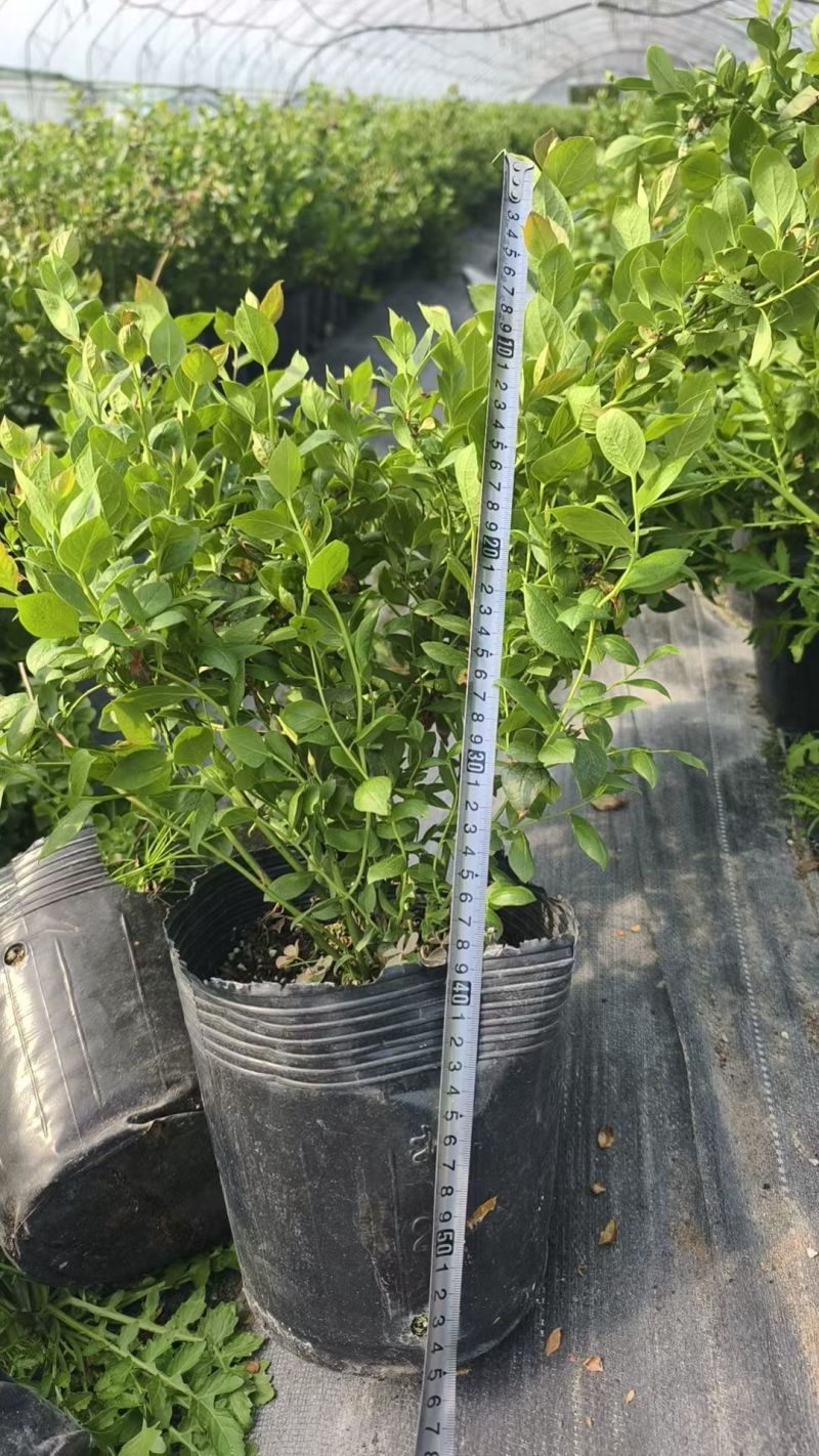 F25蓝莓苗组培育苗带果子大钵苗