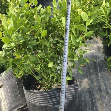 F6蓝莓苗组培育苗