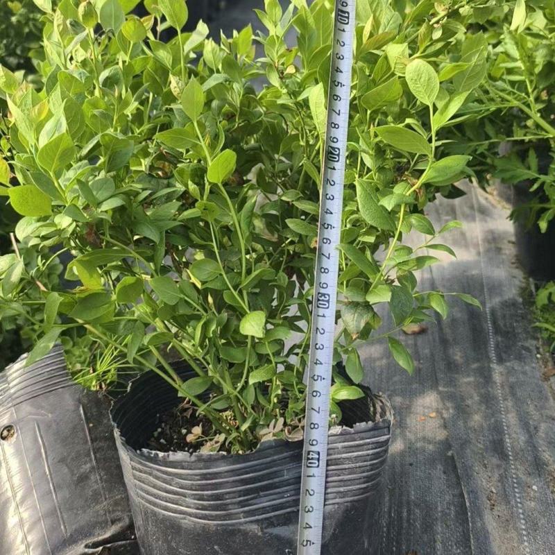 F6蓝莓苗组培育苗
