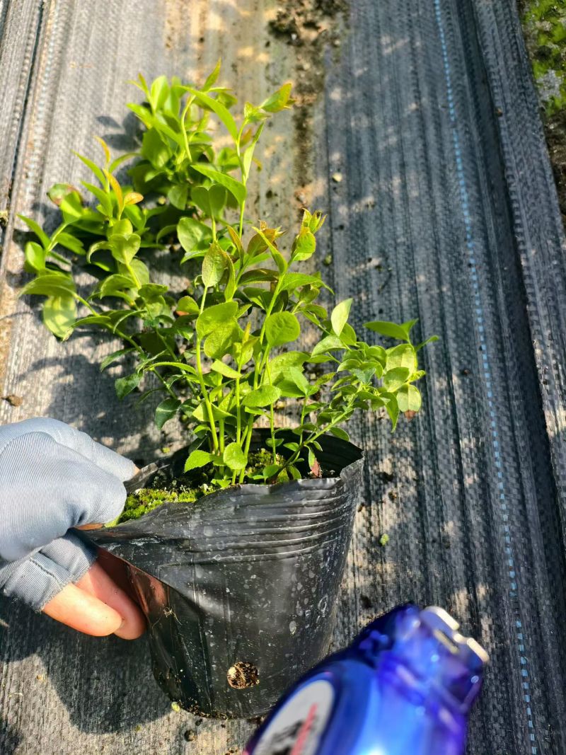 F6蓝莓苗组培育苗