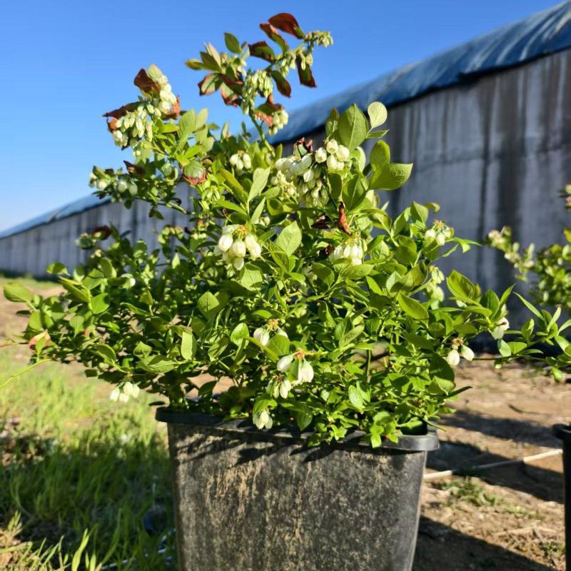 F6蓝莓苗组培育苗