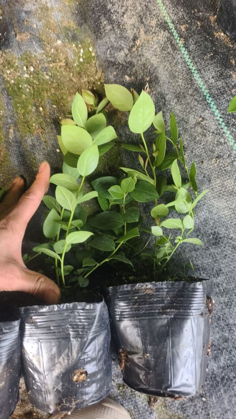 F6蓝莓苗组培育苗