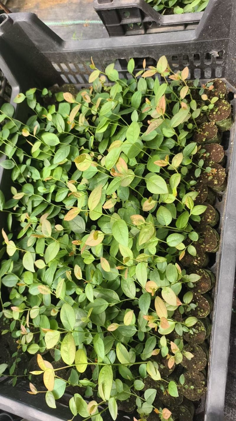 F6蓝莓苗组培育苗