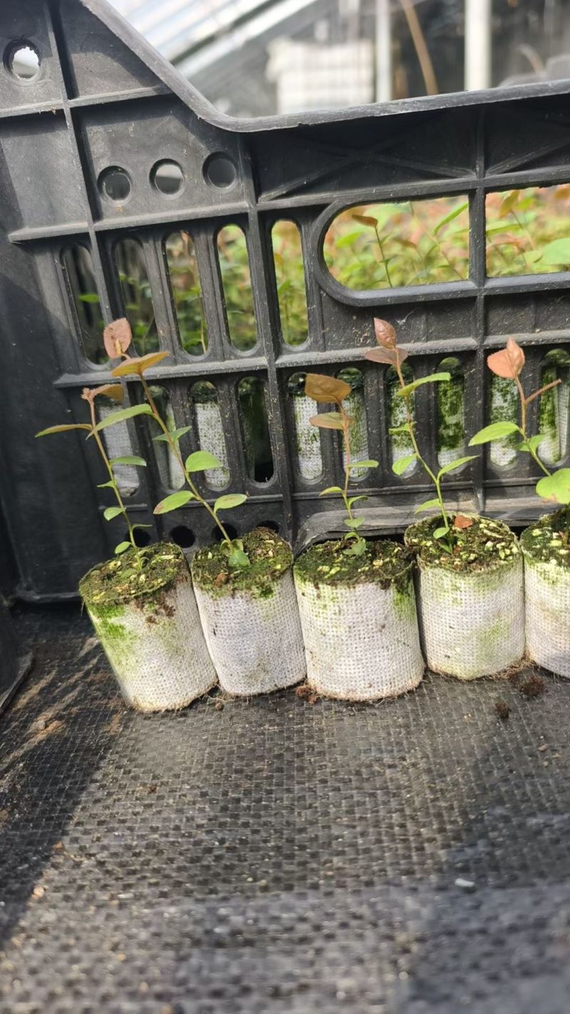 F6蓝莓苗组培育苗