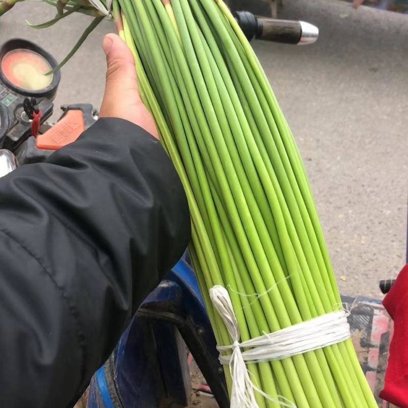 山东东明县精品红毛蒜苔正在大量上市中欢迎新老顾客前来选购