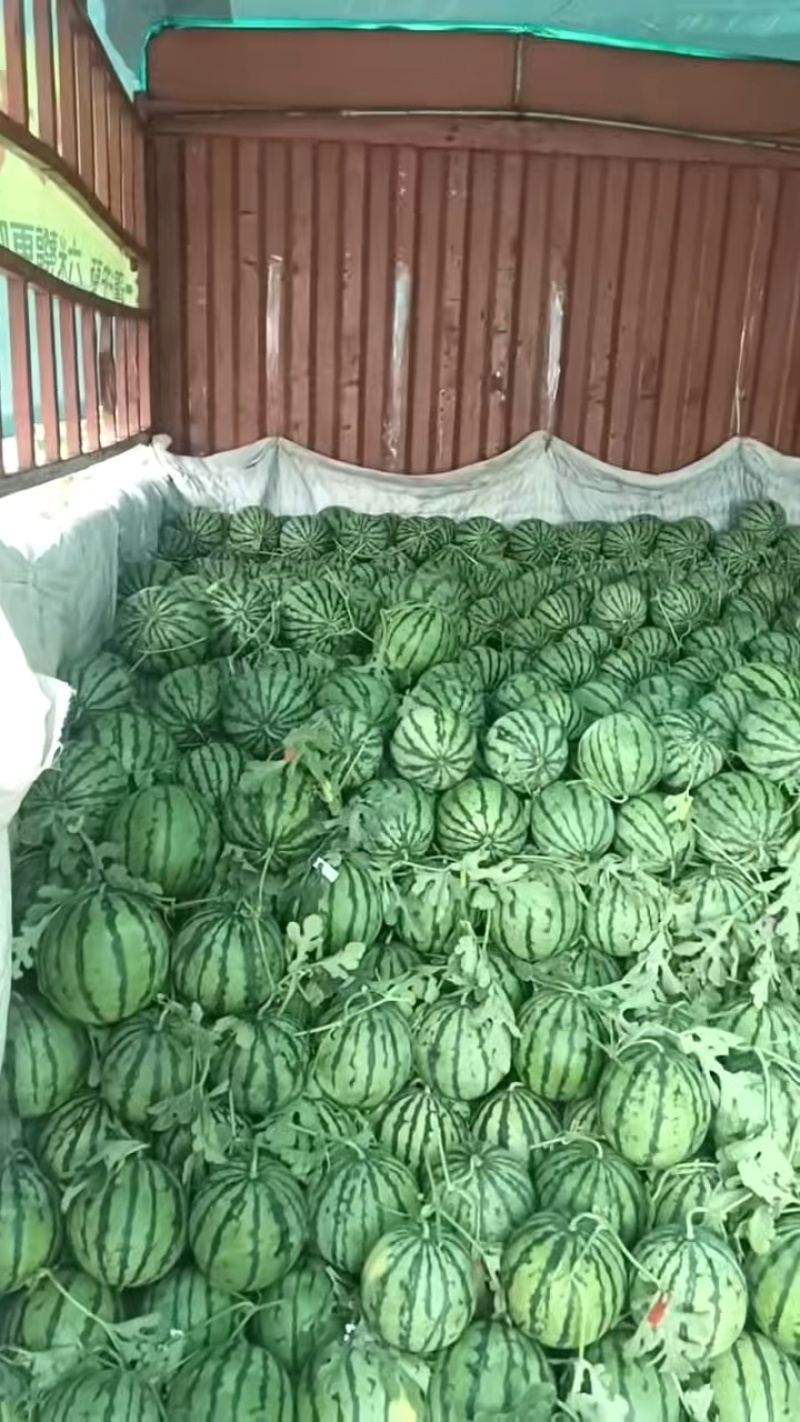 安徽宿州美都麒麟西瓜大量接单产地直发量大从优欢迎来电