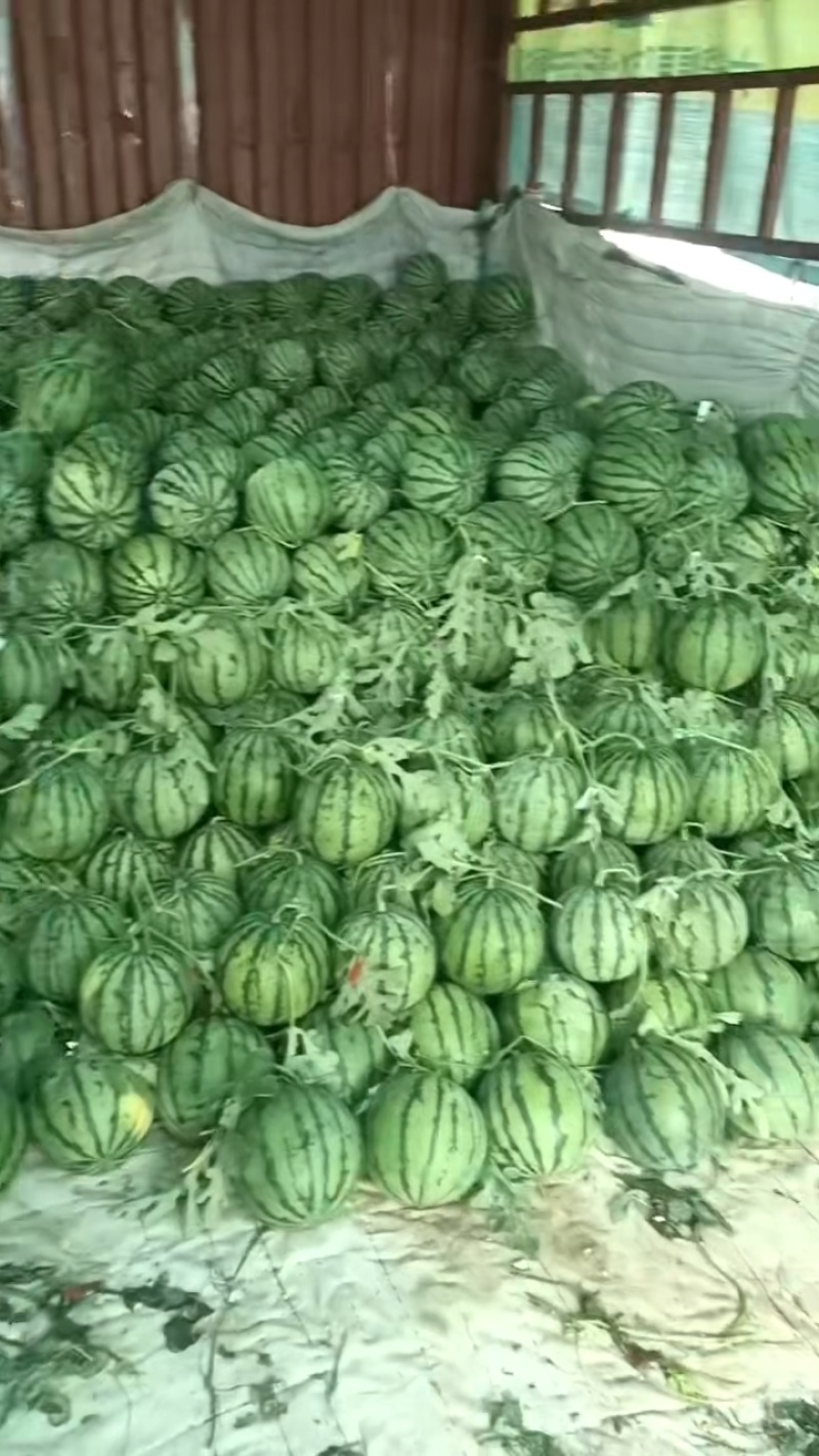 安徽宿州美都麒麟西瓜大量接单产地直发量大从优欢迎来电