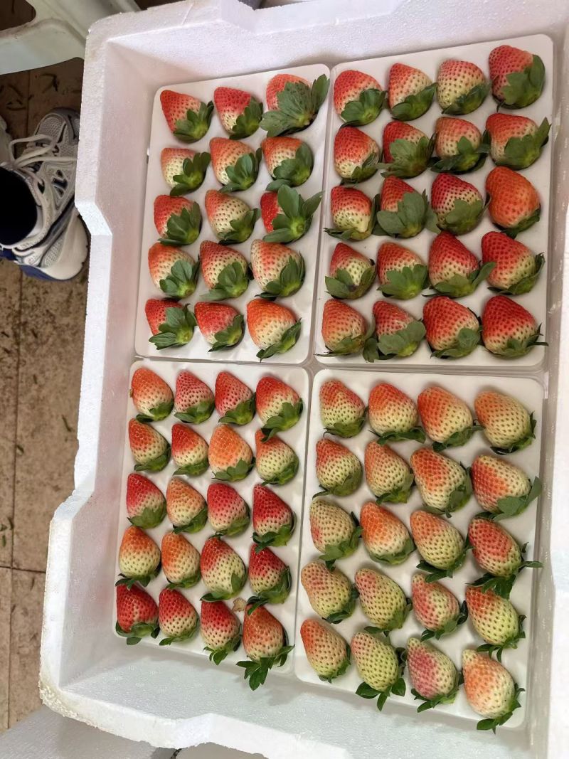 云南会泽大棚蒙特瑞草莓自家种植八年现摘现发产地直