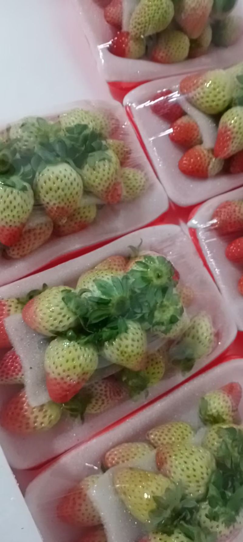 云南会泽大棚蒙特瑞草莓自家种植八年现摘现发产地直