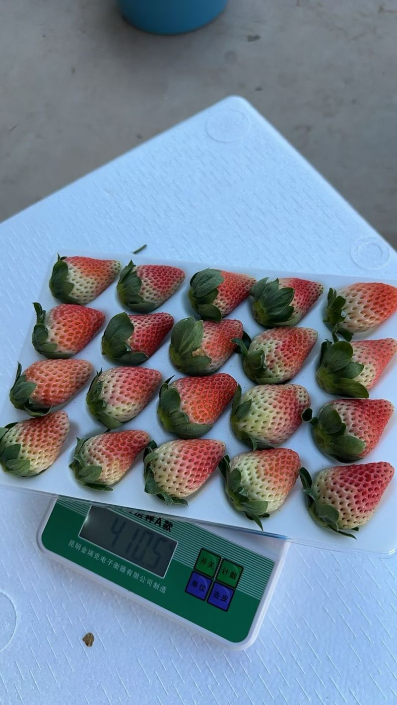 云南会泽大棚蒙特瑞草莓自家种植八年现摘现发产地直