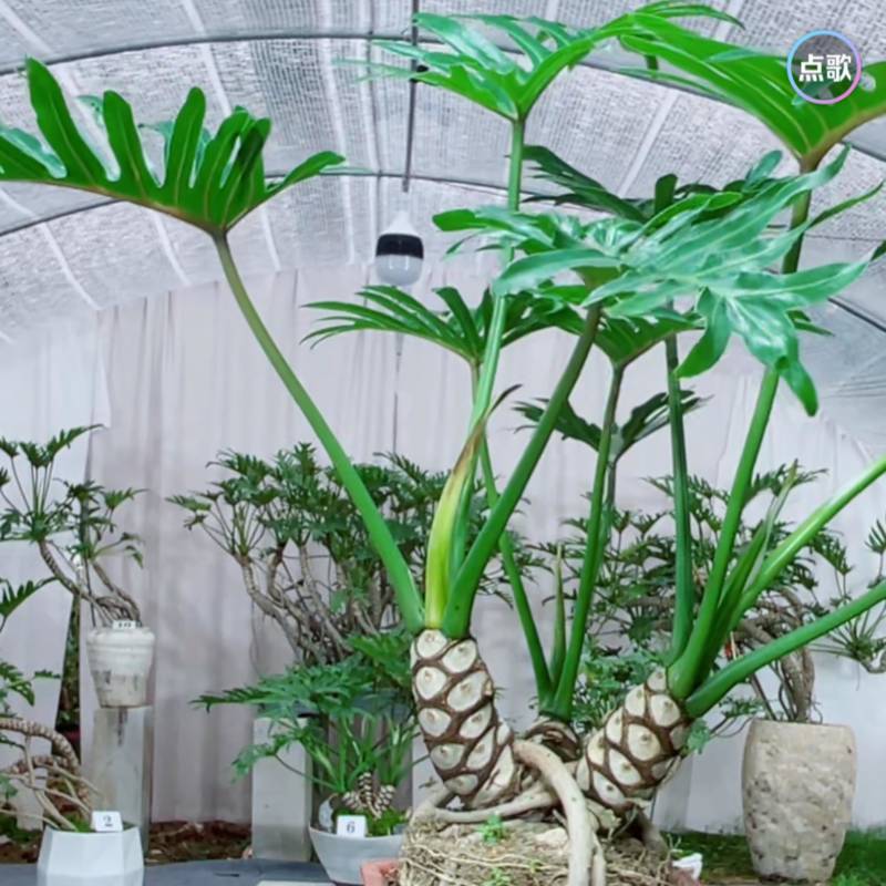 龙鳞小天使，希望小天使，春羽曼绿绒均有盆景绿植