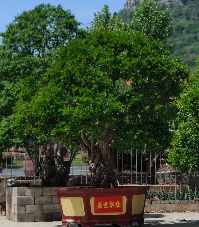 冠世庄园精品石榴树