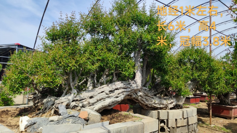 冠世庄园精品石榴树