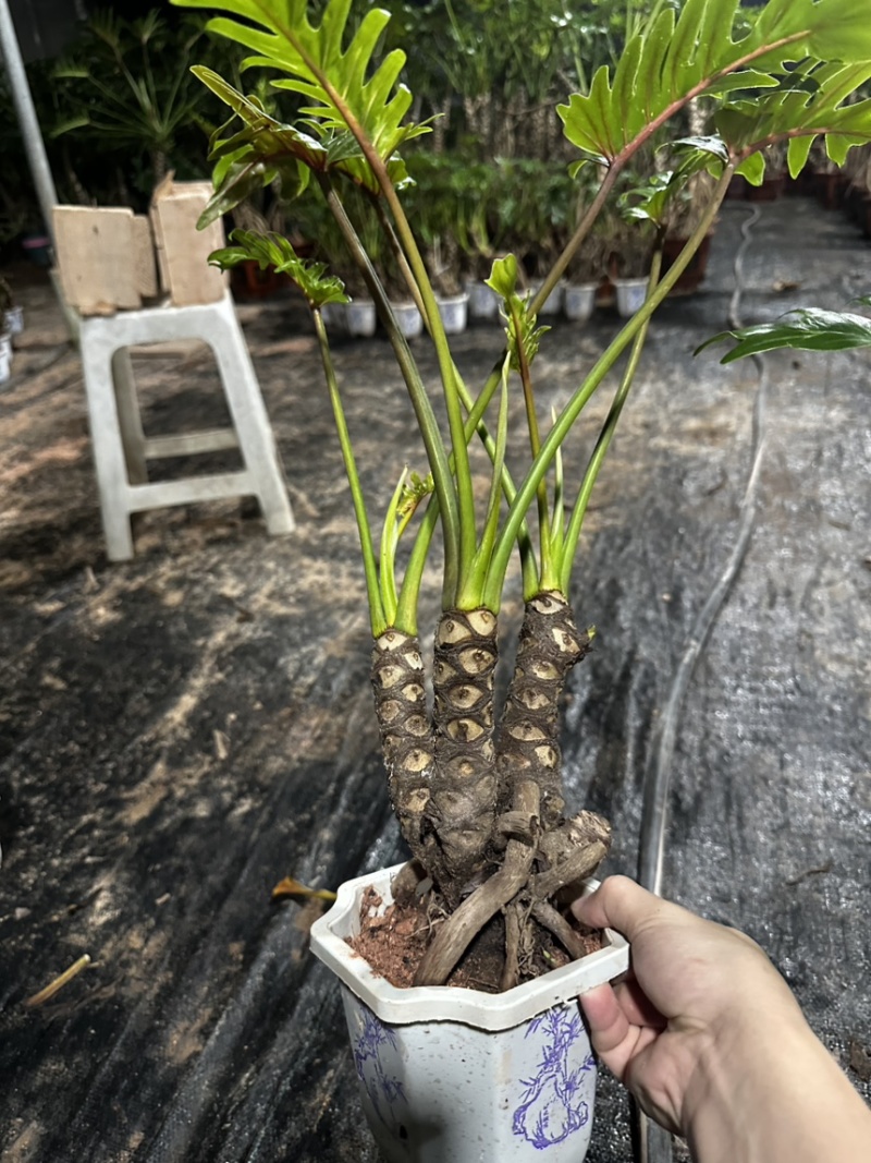龙鳞小天使，希望小天使，春羽曼绿绒均有盆景绿植