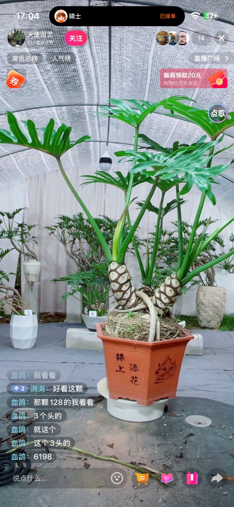 龙鳞小天使，希望小天使，春羽曼绿绒均有盆景绿植