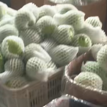 白番石榴红番石榴
