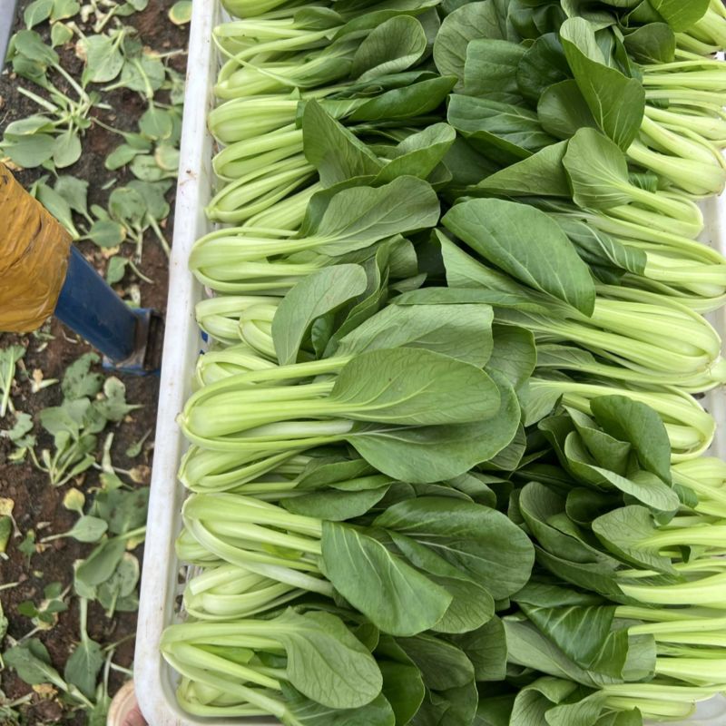 上海青，油菜大量供应