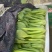 上海青，油菜大量供应