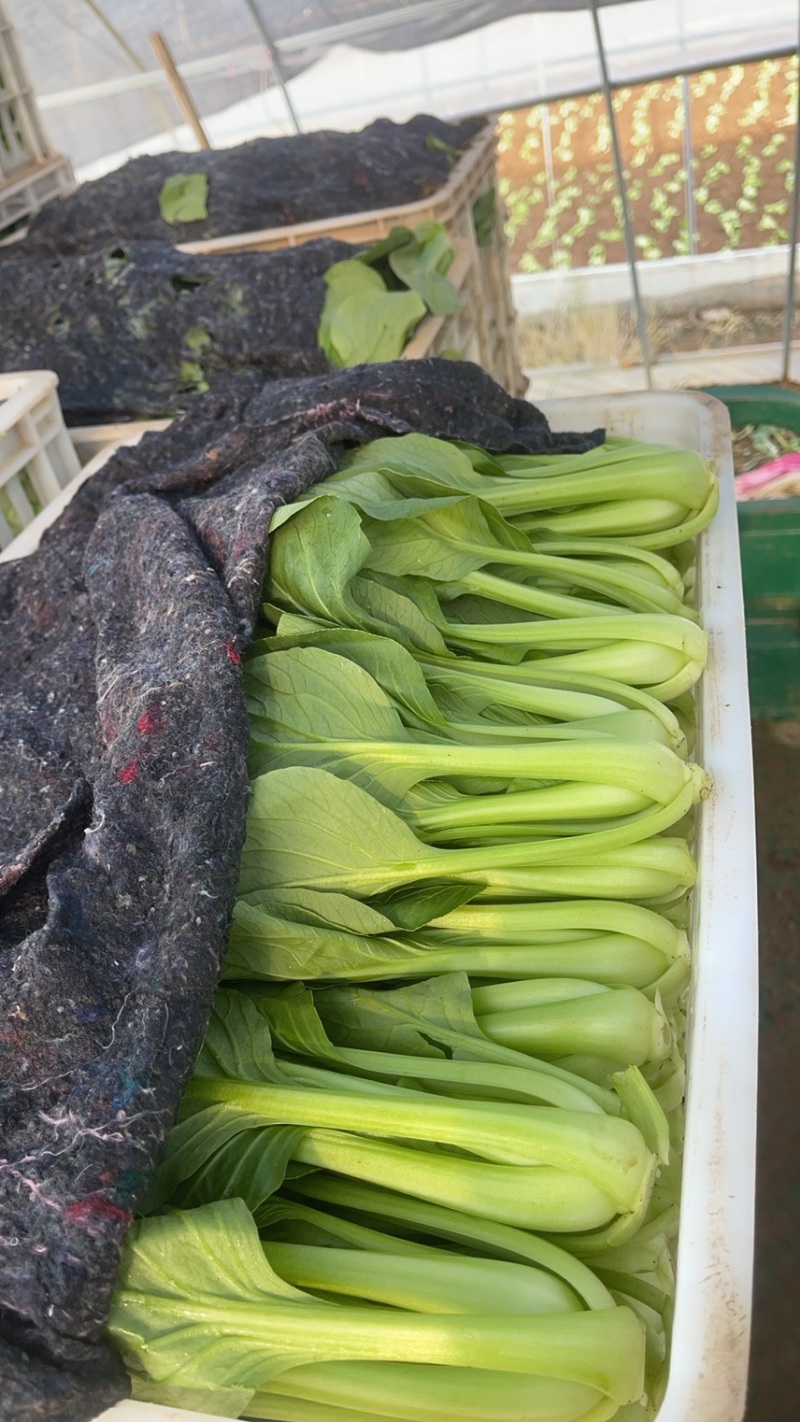 上海青，油菜大量供应