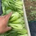 上海青，油菜大量供应