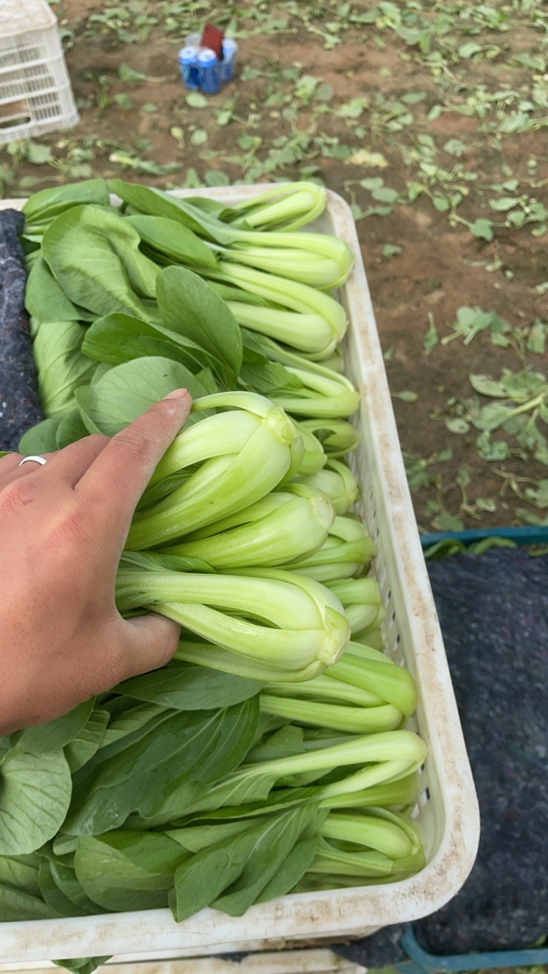 上海青，油菜大量供应