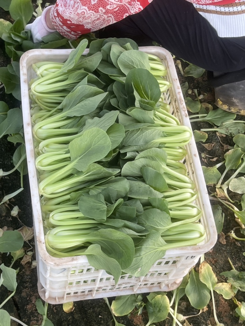 上海青，油菜大量供应