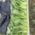 上海青，油菜大量供应