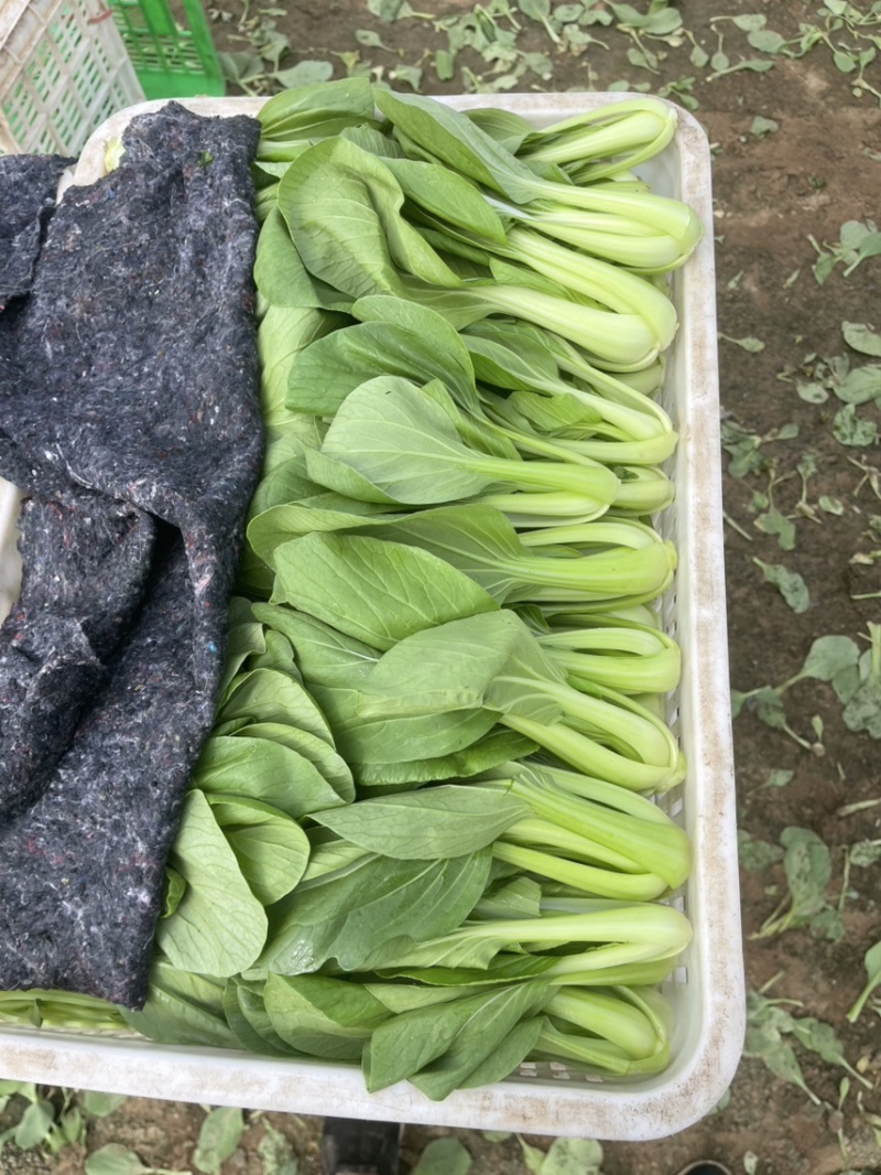 上海青，油菜大量供应