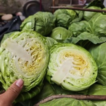 手感甘蓝质量保证价格便宜全国可发