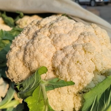 有机菜花松花菜散花花菜一手货源价格便宜