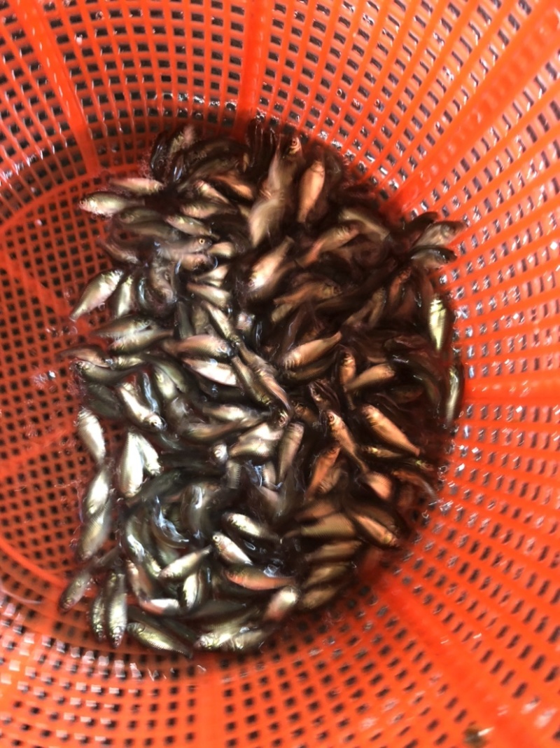 鲫鱼银鲫黄金鲫四倍体六倍体中科三中科五