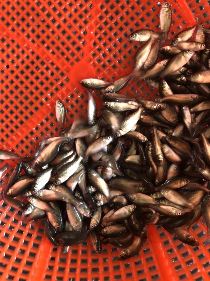 鲫鱼银鲫黄金鲫四倍体六倍体中科三中科五