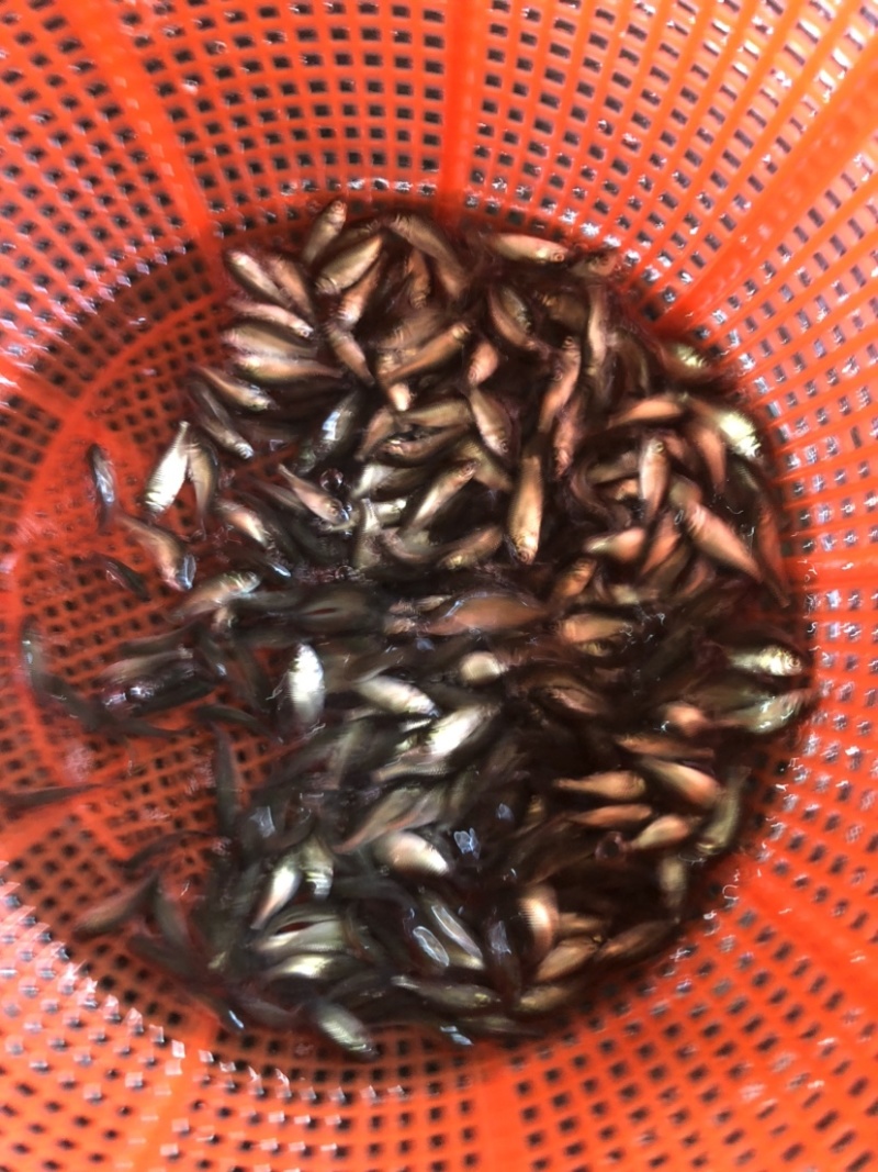 鲫鱼银鲫黄金鲫四倍体六倍体中科三中科五